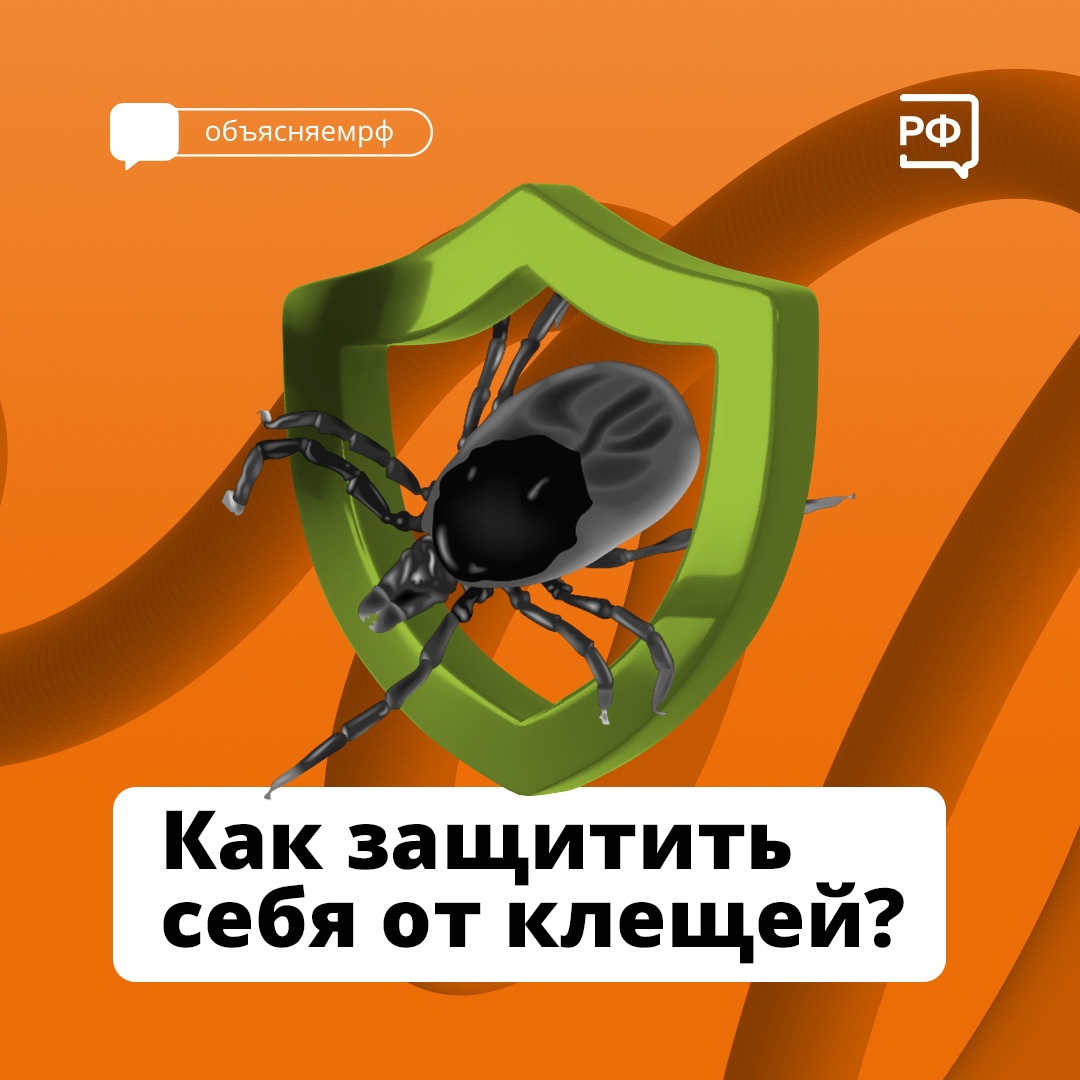 В Вологодской области начался сезон активности клещей: важно позаботиться о профилактике