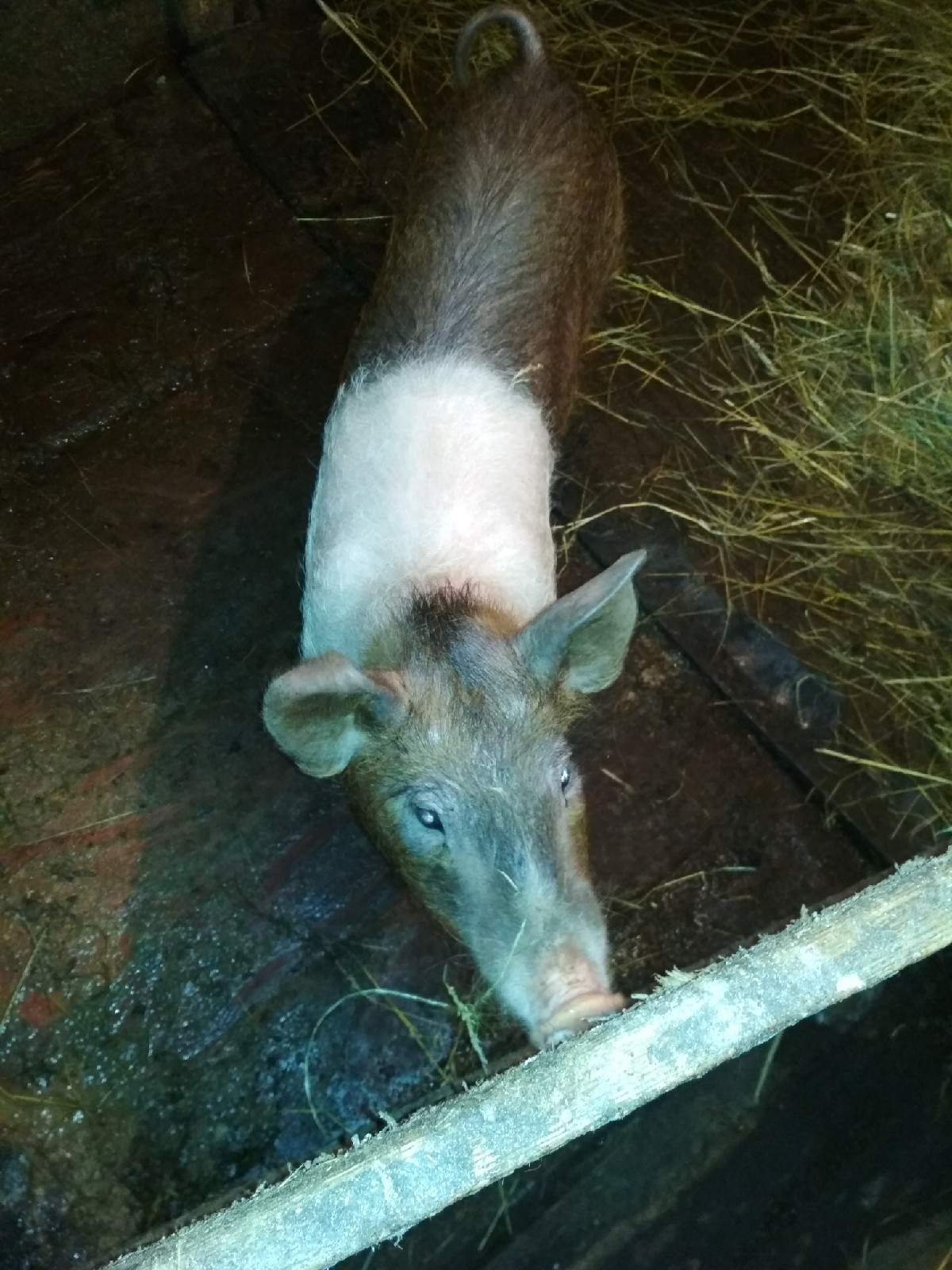 Выезд мобильной бригады в сельское поселение Ершовское.