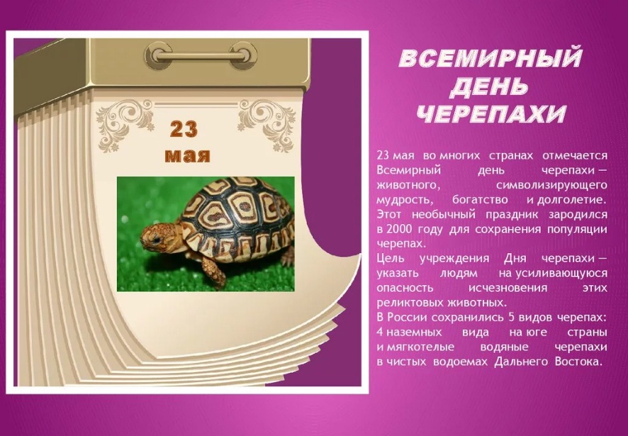 Всемирный день черепахи
