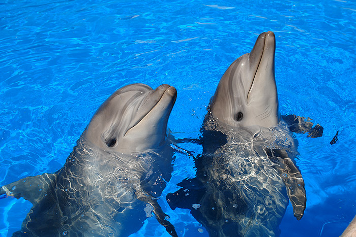 Ярославский дельфинарий.