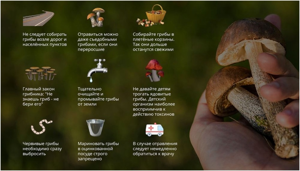 Памятка грибника 02.09.2025