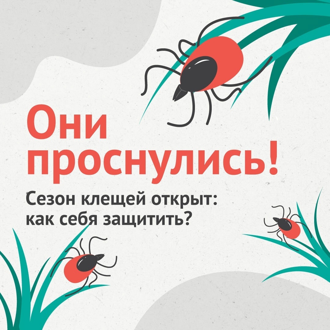 Неприятная новость: сезон клещей в самом разгаре! 