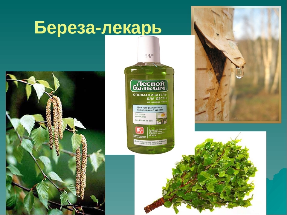 19 ноября приглашаем на информчас "Целебные свойства березы"