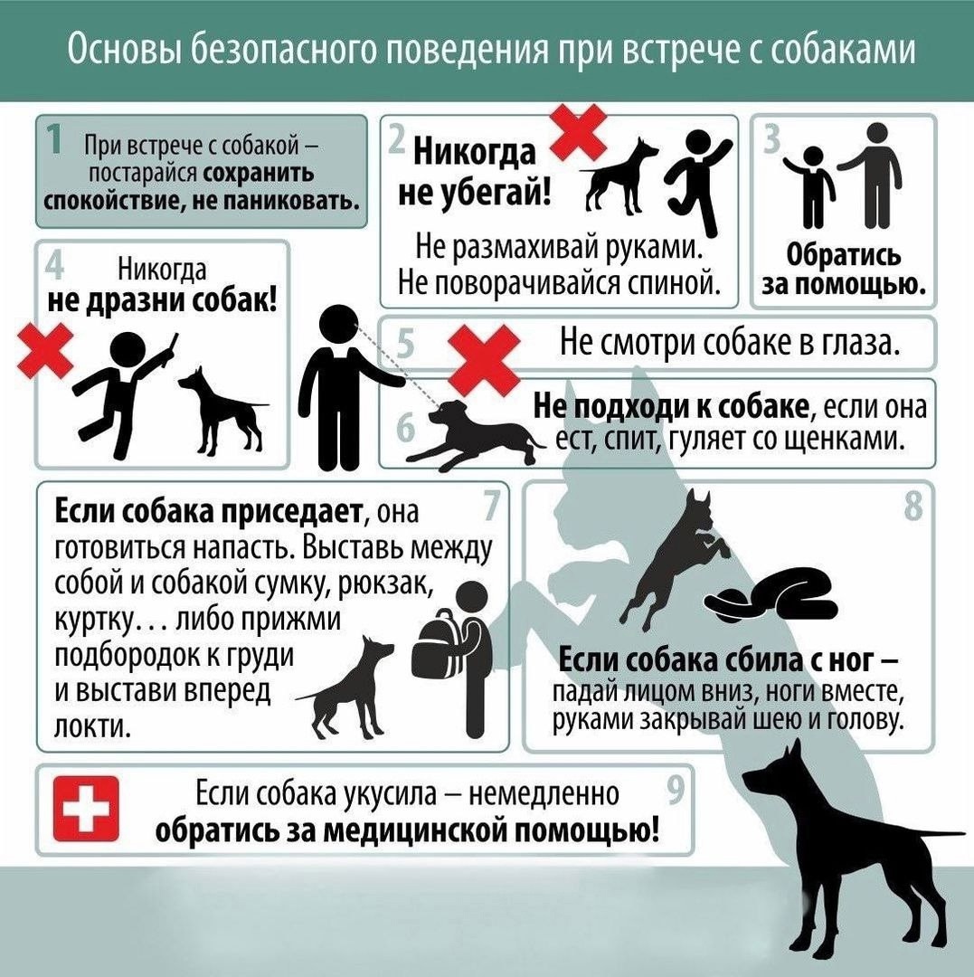 Памятка «Осторожно, бездомные собаки!»