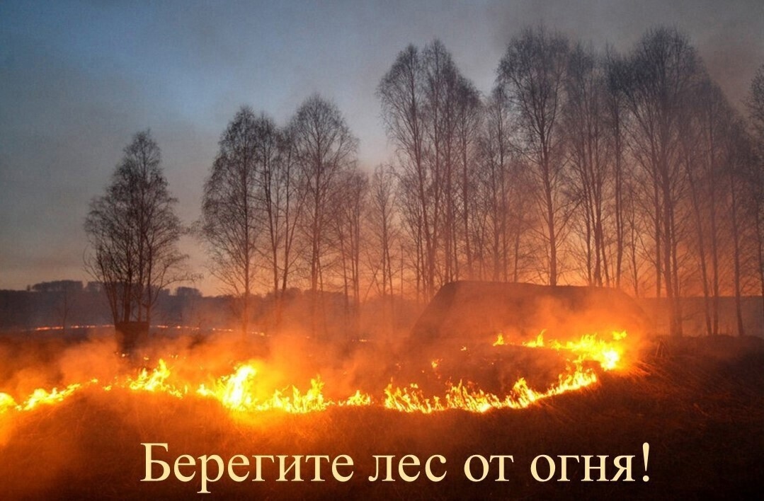 Совет дня: как предотвратить лесные пожары